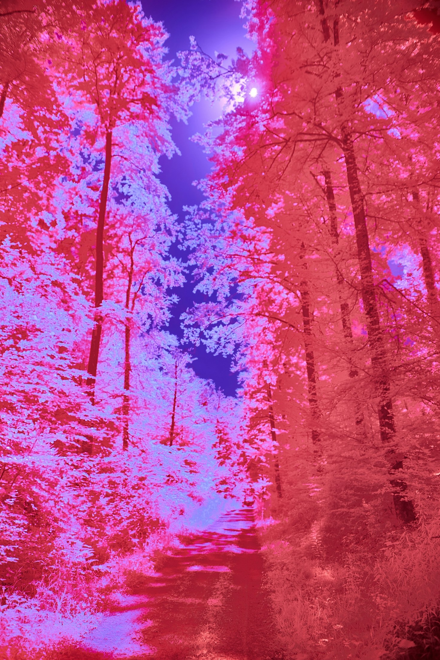 History and Evolution of Infrared Photography
